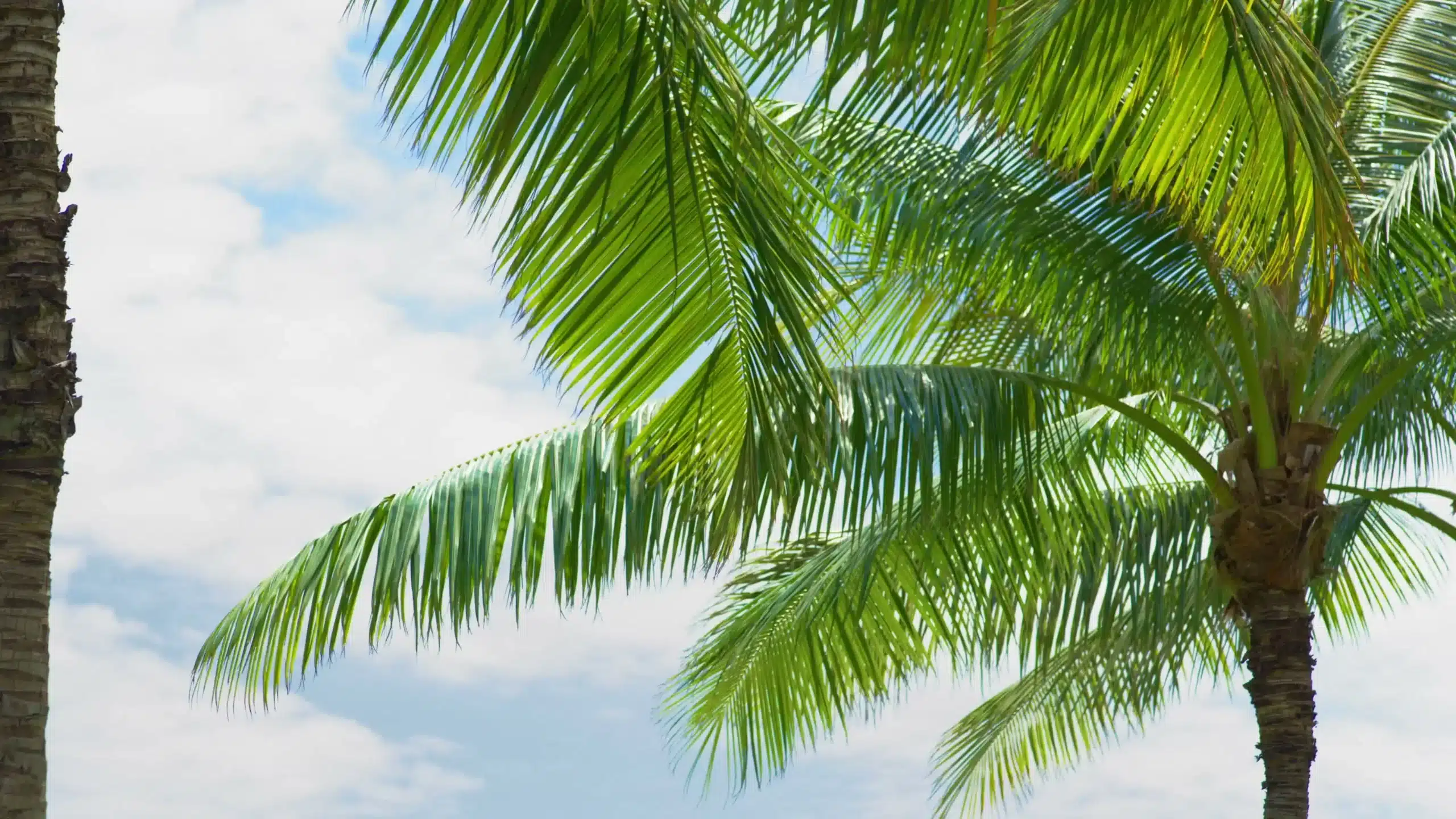 Close-up of green palm tree fronds against a partly cloudy blue sky, with sunlight highlighting the leaves.