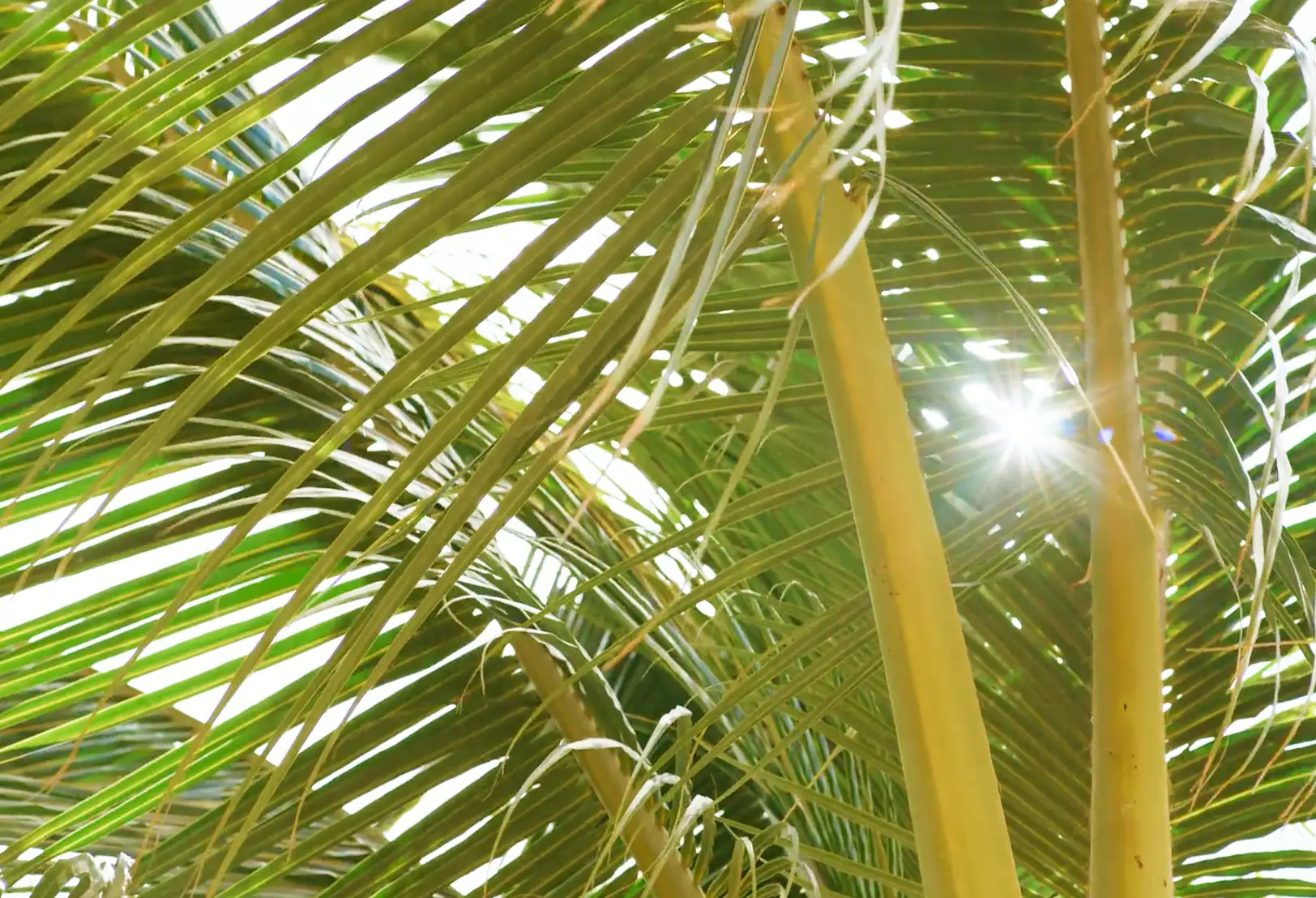 Sunlight shines through the green fronds of a palm tree, creating patterns of light and shadow on the leaves.
