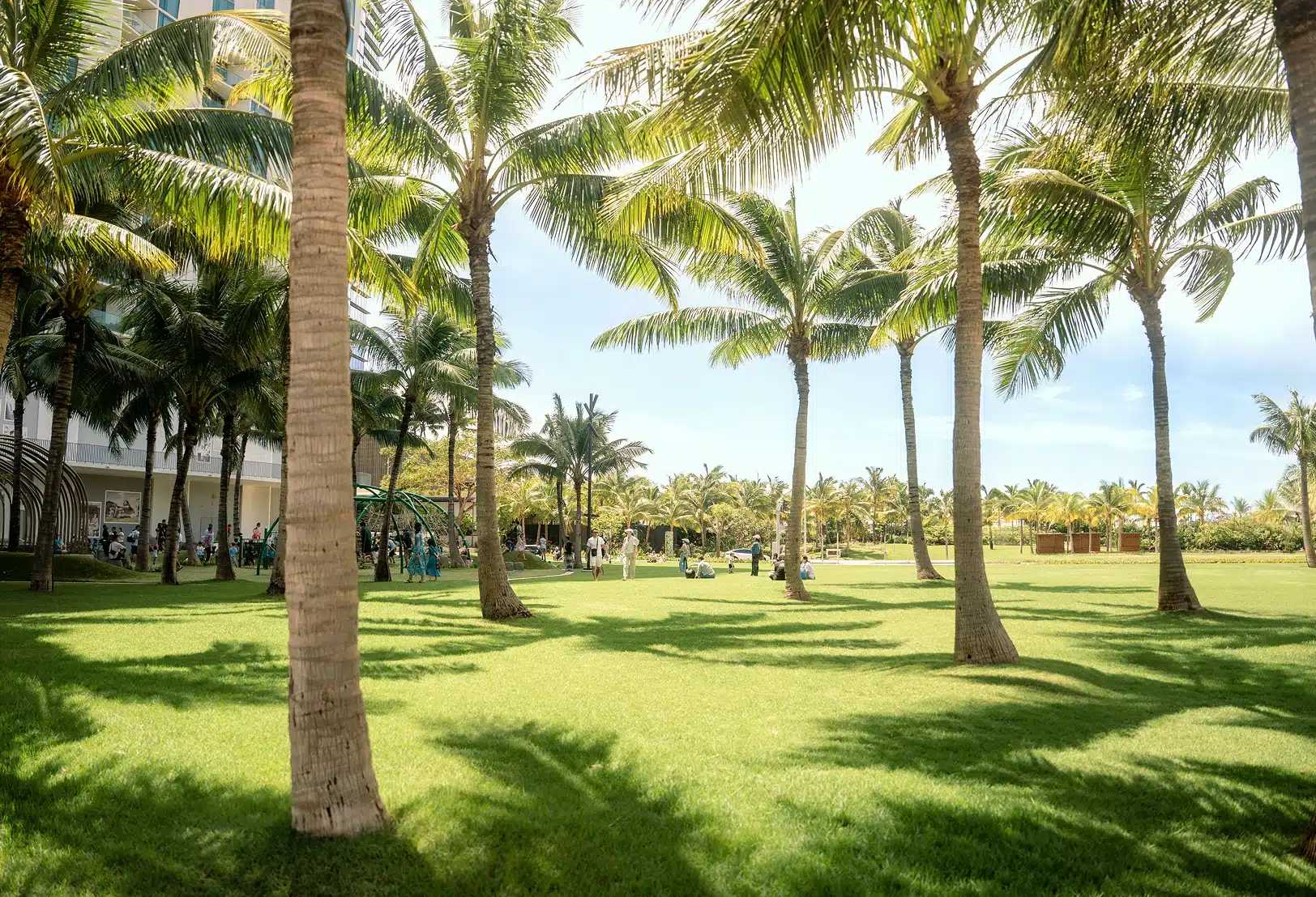 A sunny outdoor lawn bordered by tall palm trees, with some people and a playground visible in the background.