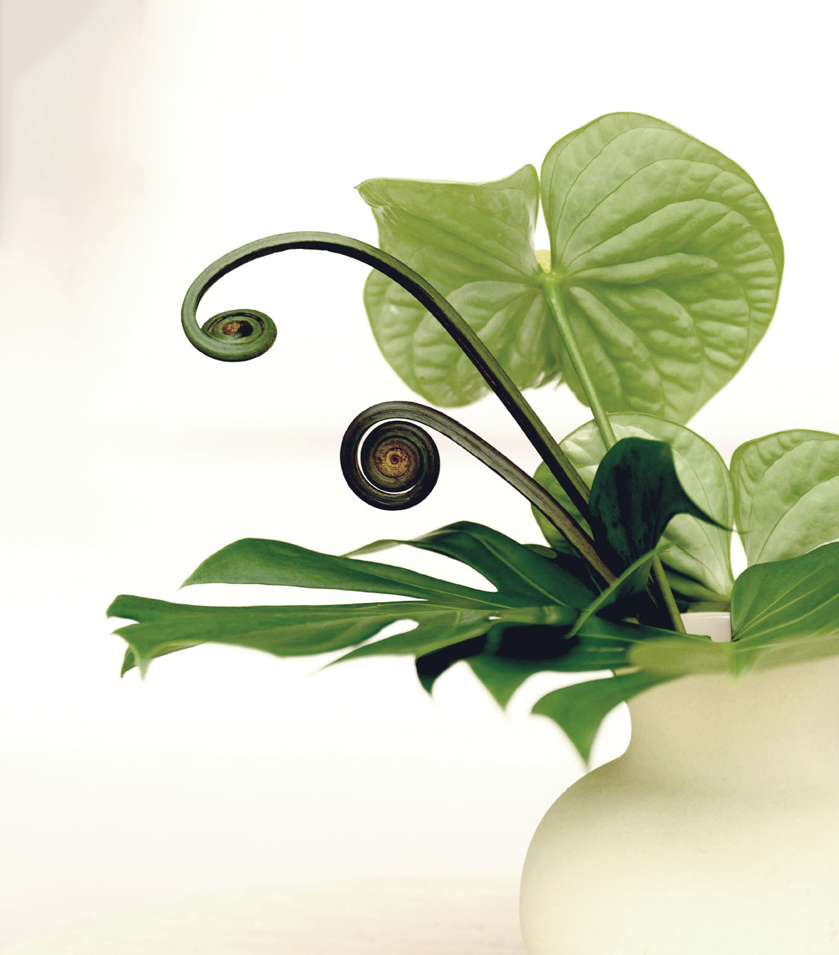A white vase holds green anthurium leaves, monstera leaves, and two curled fern fronds on a plain light background.